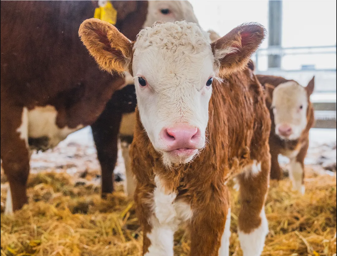 1723450782703202.png 1723450331100.png